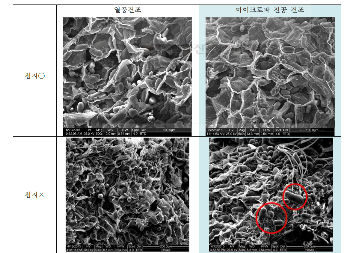 전처리에 따른 연근의 각 건조별 미세구조