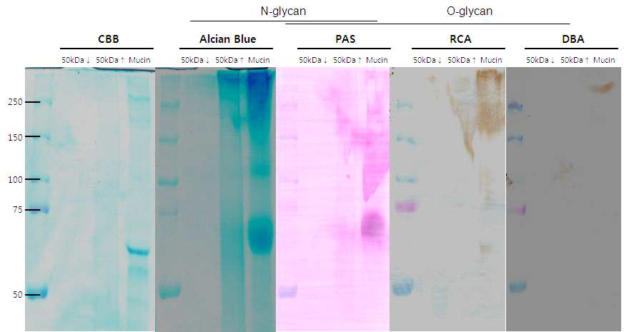해삼 자숙액 분획물(50kDa 이상, 50kDa 이하) 내의 당단백질을 확인을 위한, 렉틴(RCA-120) 및 알시안 블루(AB)로 염색하여 확인한 사진.