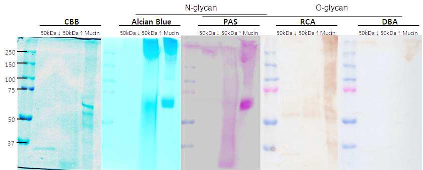 트립신 처리한 해삼 자숙액 분획물(50kDa 이상, 50kDa 이하) 내의 당단백질을 확인을 위한, 렉틴(RCA-120) 및 알시안 블루(AB)로 염색하여 확인한 사진.