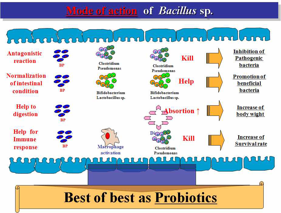 Probiotics의 일반 작용기작