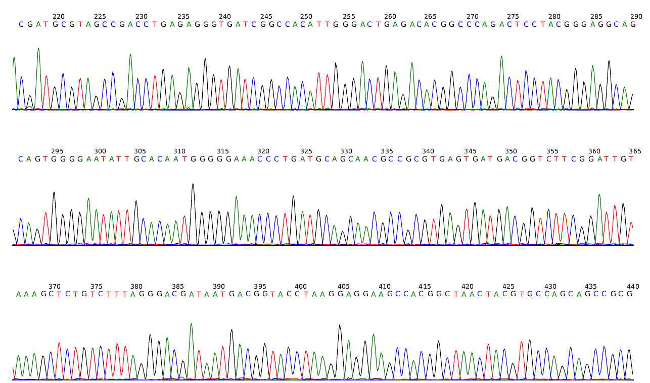 Clostridium butyricum DKU01의 16S rDNA 분석결과