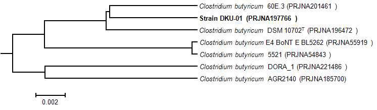 Clostridium butyricum DKU01의 16S rDNA 염기서열을 통한 계통도