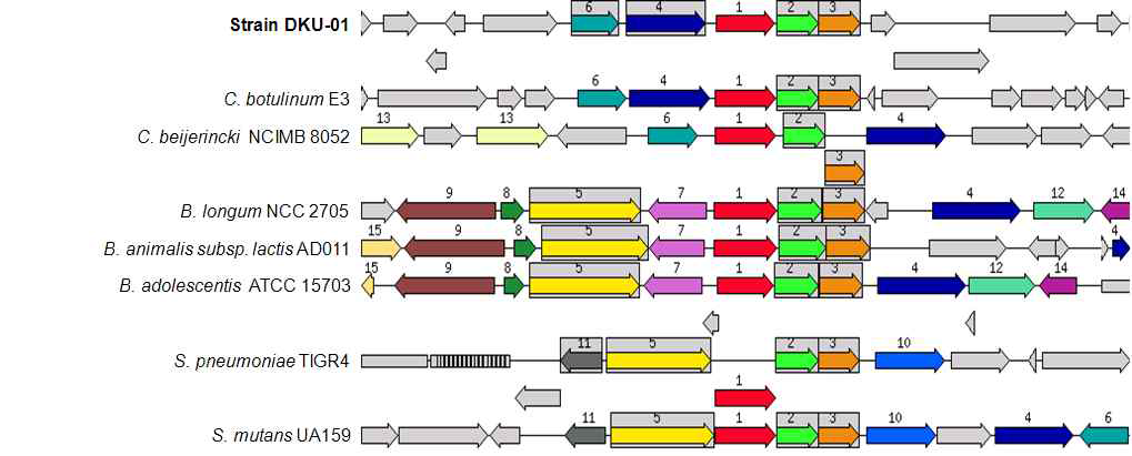 Clostridium butyricum DKU01의 multiple-sugar metabolism에 대한 이웃 균주와의 비교