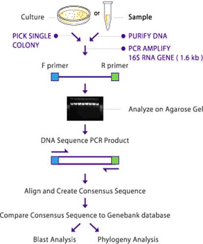 16S rDNA를 이용한 계통 분류 방법