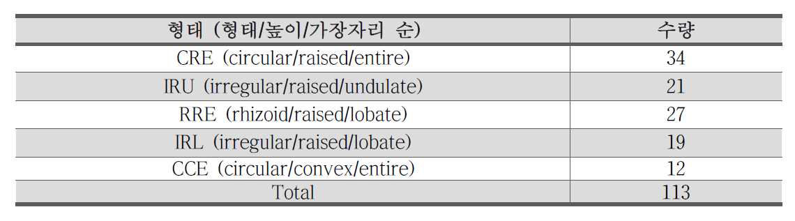 분리된 낙산균의 형태적 특징