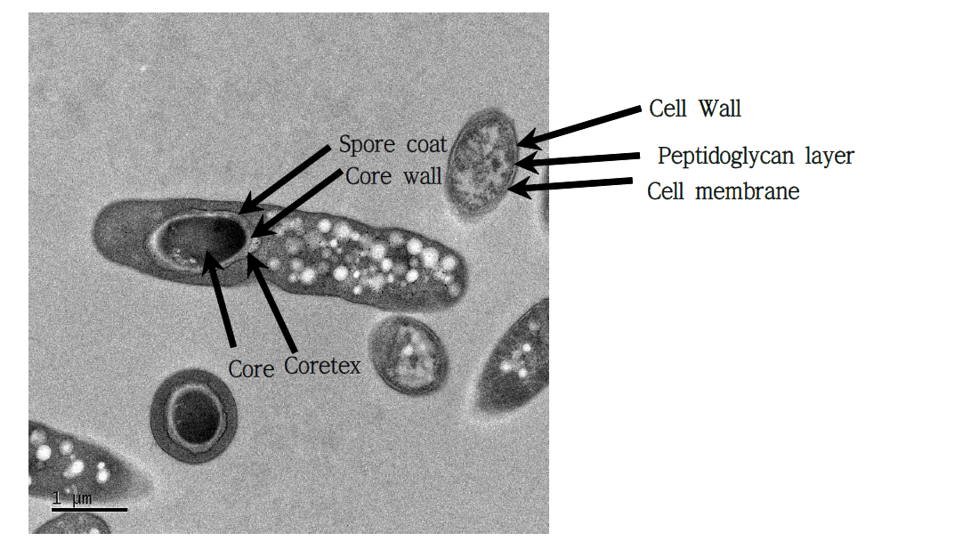 전자현미경 사진을 통한 vegetative cell과 spore 구조적 특징