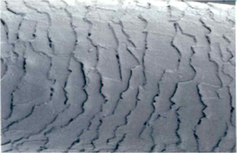 SEM image of a damage hair form by magic perm after the treated with an oxidizing agent