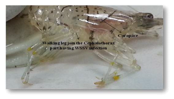 WSSV infection in carapace