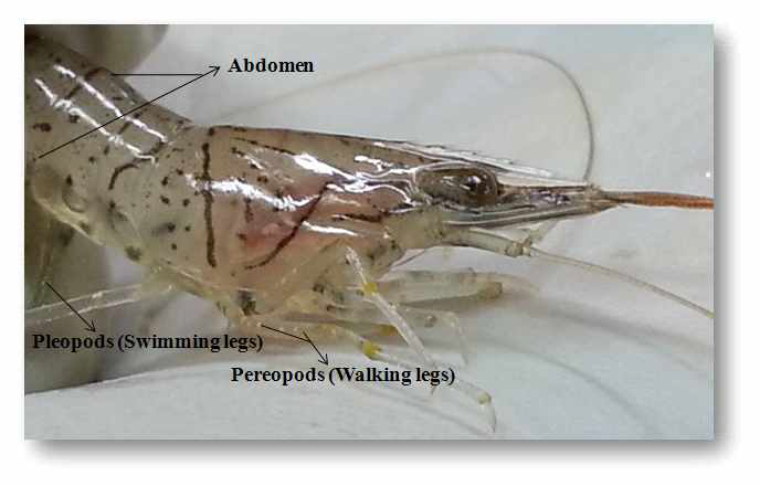 WSSV infection in abdomen segments, swimming and walking legs