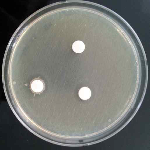 The clear zone formed by the cell cullture filtrate of B. subtilis on the lawn of V. parahaemolyticus