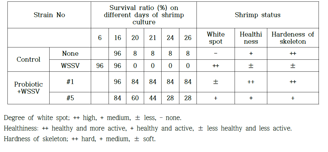 Probiotic performance test in pilot scale with marine water shrimp. Number of dead shrimp in the WSSV challenged shrimp culture tanks treated with selected probiotic Bacillus subtilis #1 and #5 strains.