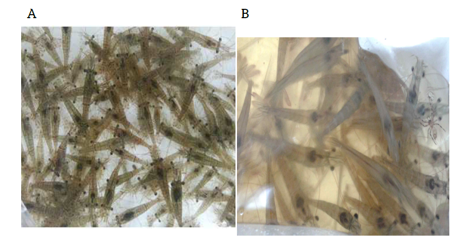 실험에 사용한 새우. A, 민물 줄새우. B, 해수 흰다리새우
