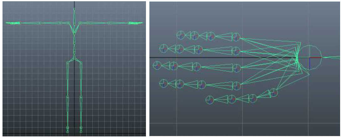 Autodesk사의 Maya에서 제공하는 캐릭터 애니메이션 기본 뼈대의 외형. 왼쪽: 전신 뼈대 모형, 오른쪽: 손 뼈대 모형