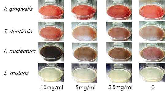 치주질환 유발균에 대한 초피나무 추출물의 농도별 생장억제 평가