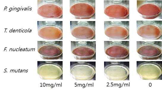 치주질환 유발균에 대한 자귀나무 추출물의 농도별 생장억제 평가