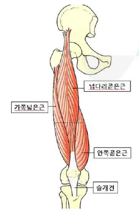 허벅지 근육