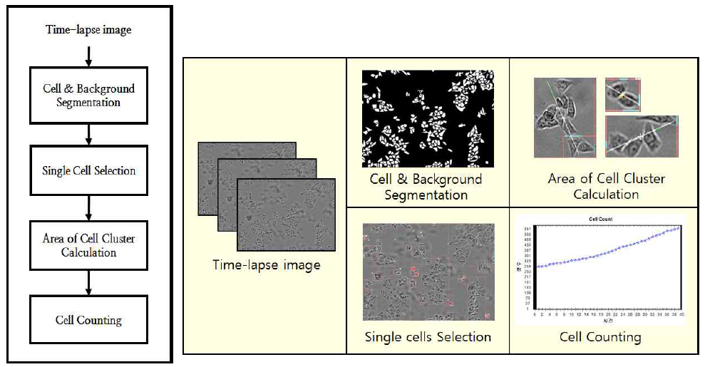 세포의 면적을 이용한 세포 카운팅 기술의 블록 다이어그램 및 각 단계별 수행 결과 이미지