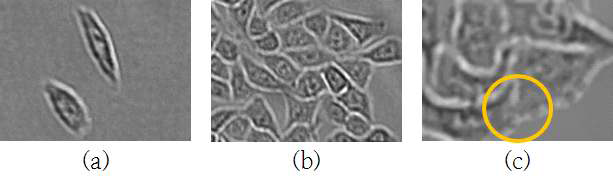 (a) 단일 세포, (b) 세포 간 경계가 뚜렷한 세포군집, (c) 세포 간 경계가 희미한 세포군집
