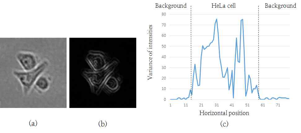 (a) HeLa 세포 이미지, (b) 픽셀변화량 이미지, (c) 픽셀변화량 히스토그램