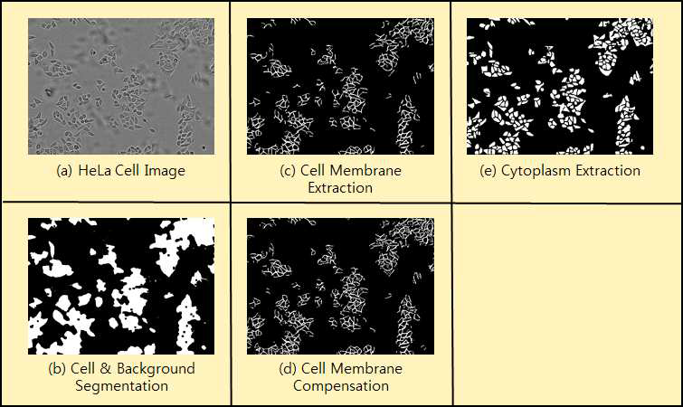 (a) HeLa 세포 이미지(750×550 pixel), (b to e) 세포 분할 수행 결과 이미지