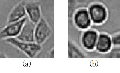 (a) 살아있는 세포, (b) 죽은 세포의 후보