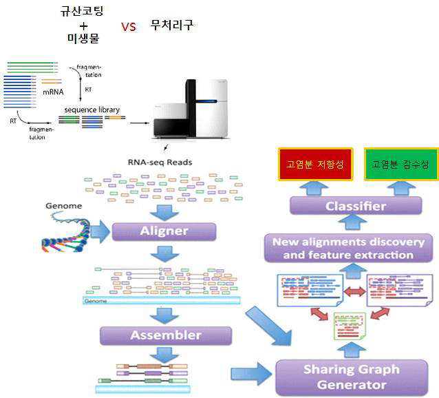 규산 코팅 또는 미생물 복합체 처리에 의한 RNA-Seq분석 과정