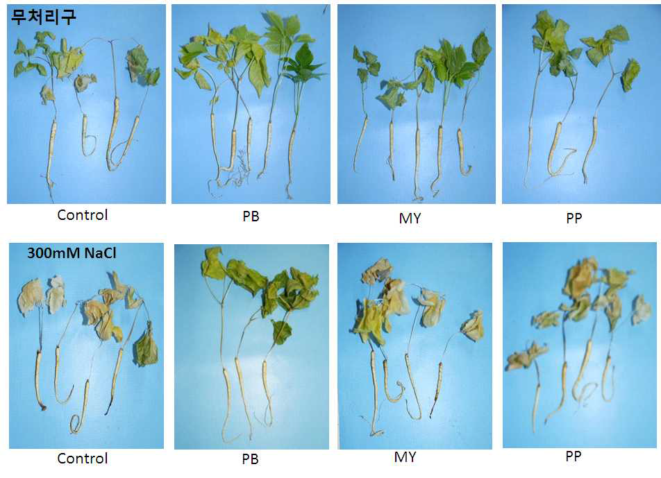분리 선발된 식물 성장 촉진 미생물의 인삼에 미치는 영향 조사