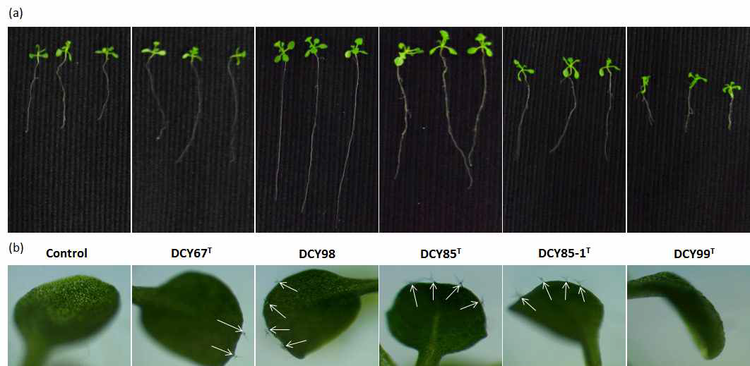 Morphological comparison of 14 days old A. thaliana seedling co-cultured with five bacterial strains