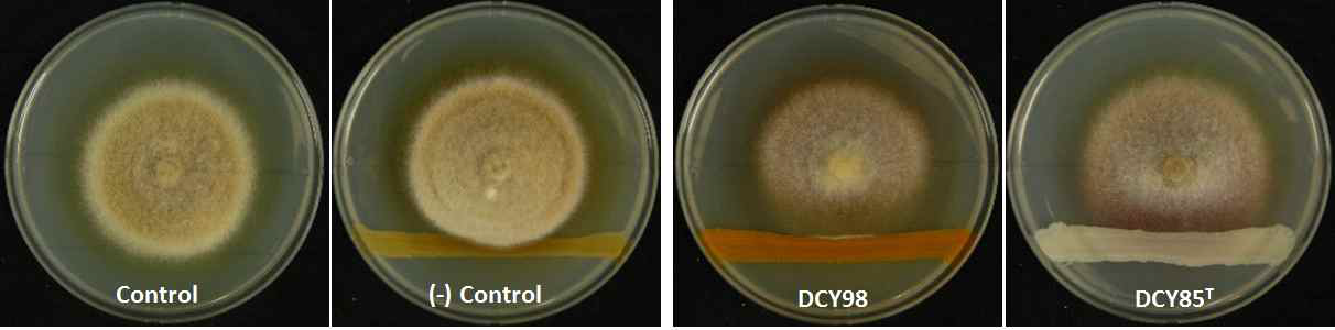 Growth of ginseng root rot pathogen, C. destructans KACC 44660, grown on WA media with and without bacterial growth after 10 days incubation at 25°C