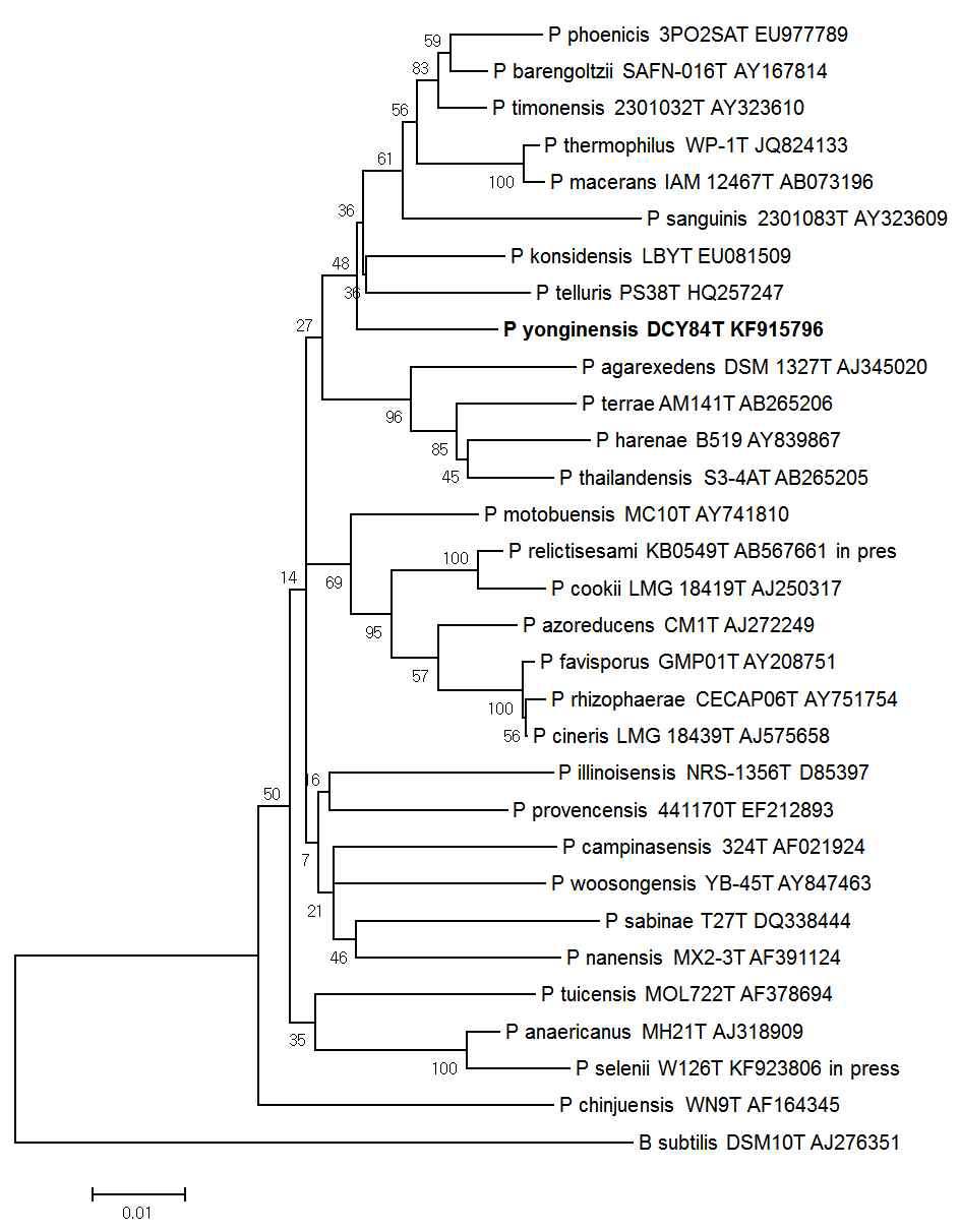 Phylogenetic tree highlighting the position of Paenibacillus yonginensis DCY84 relative to other type strains within the Paenibacillaceae family.