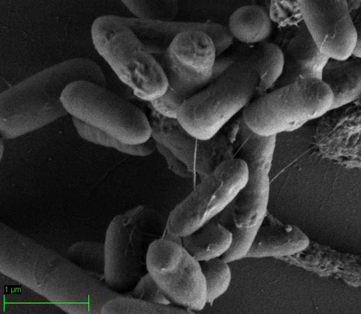Scanning Electron Microscope of the strain DCY84T