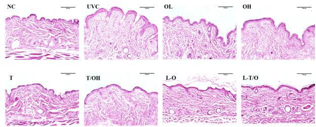 H&E staining in hairless mouse treated with pUP-E and pLE-E.