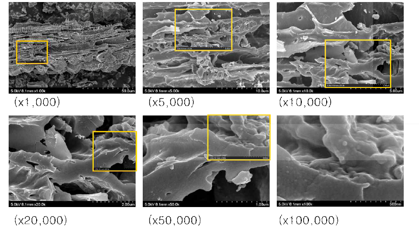 탄화된 참나무잎 배율별 SEM사진