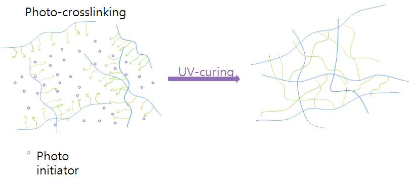 다관능 고분자 타입의 UV 경화 메커니즘