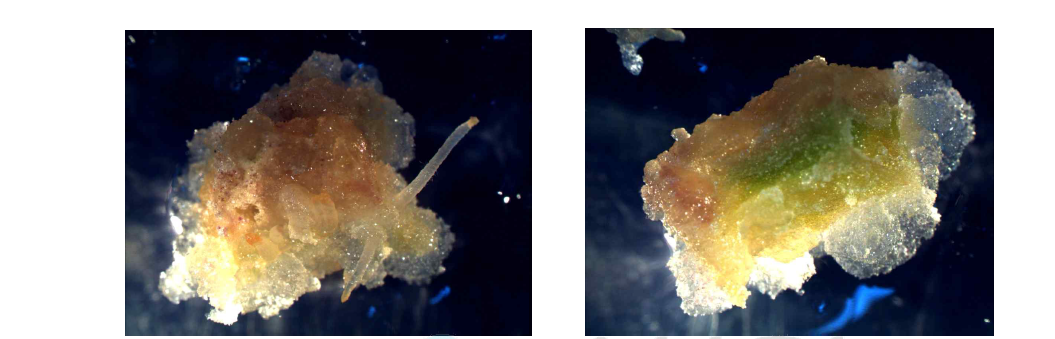 1차 유도된 Panax Vietnamensis callus의 현미경 사진