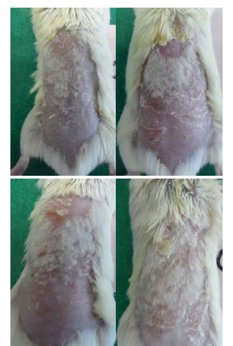 Appearance before sacrifice in the Control group Control group was only AOO spread group, clinical aspect of dorsum skin in Control group were observed using digital camera at the end of the day.