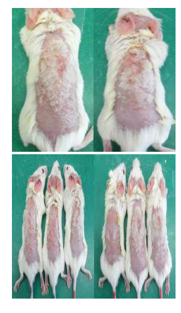 Appearance before sacrifice in the Sample A group Sample A was the group that undiluted solution VDR A was treated, Clinical aspect of dorsum skin in VDR A spread group were observed using digital camera at the end of the day.