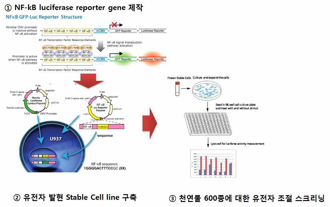 NF-kB luciferase reporter gene screening assay의 한 예