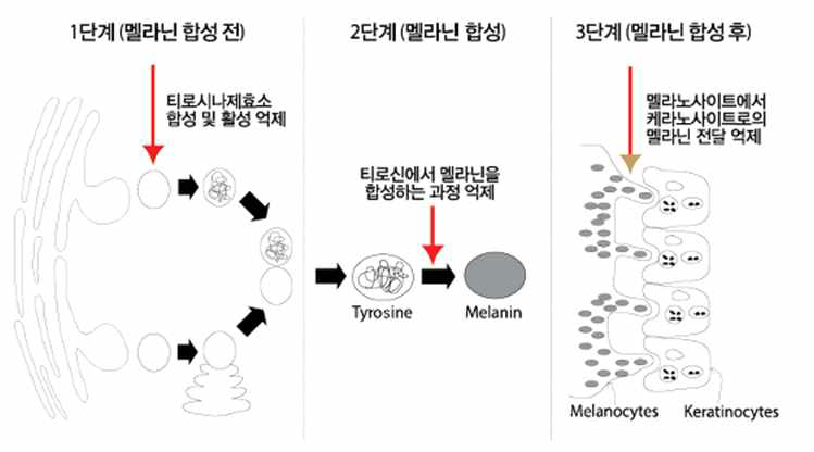 단계별 멜라닌 억제 전략