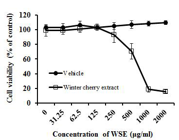 윈터체리 추출물의 멜라닌 세포독성 효과