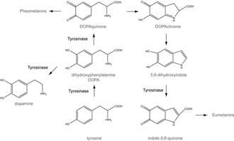 tyrosinase의 기능과 멜라닌 생성