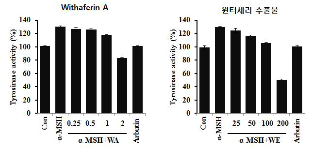 윈터체리 추출물과 withaferin A의 tyrosinase 활성 억제 효과