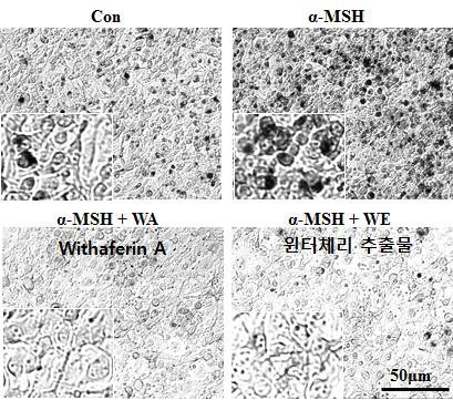 윈터체리 추출물 및 withaferin A의 멜라닌 생성 억제 효과