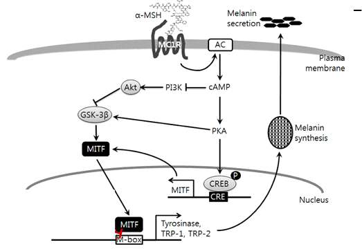 MITF에 의한 멜라닌 생성의 세포신호전달 메카니즘