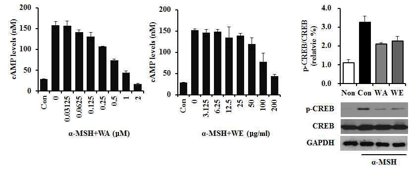 윈터체리 추출물과 withaferin A에 의한 CREB 활성화 억제효과