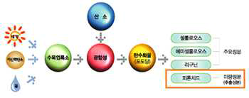 식물체 대사과정의 피톤치드(phytoncide) 생성 과정