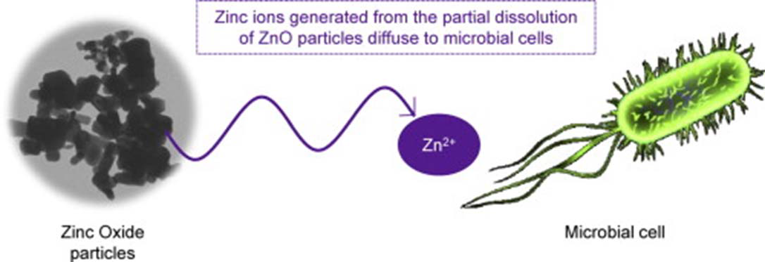 Zn2+ 이온에 의한 항균 메커니즘에 관한 모식도.