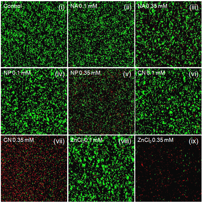 S. aureus cells에 ZnO 나노입자와 ZnCl2를 각각 0.1 mM, 0.35 mM로 처리한 형광 이미지