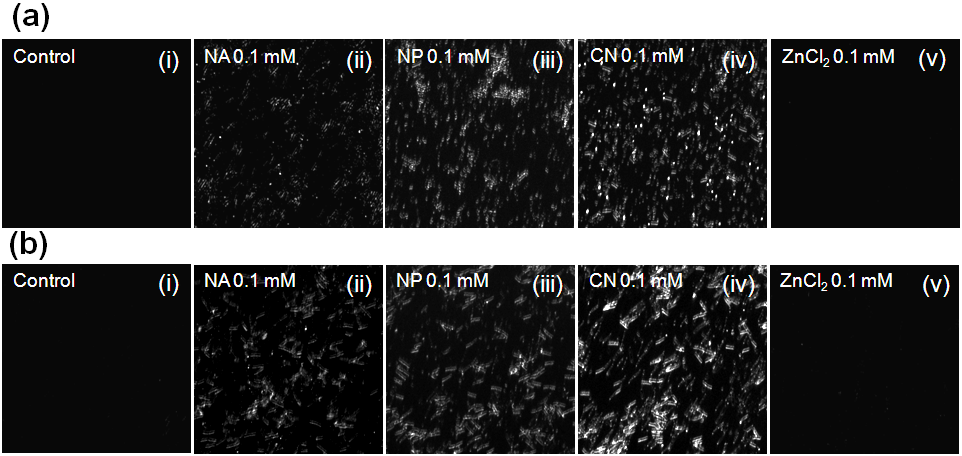 (a) S. aureus, (b) K. pneumoniae cell wall에 붙은 ZnO 나노입자를 확인하기 위하여 암시야 현미경으로 관찰한 결과.