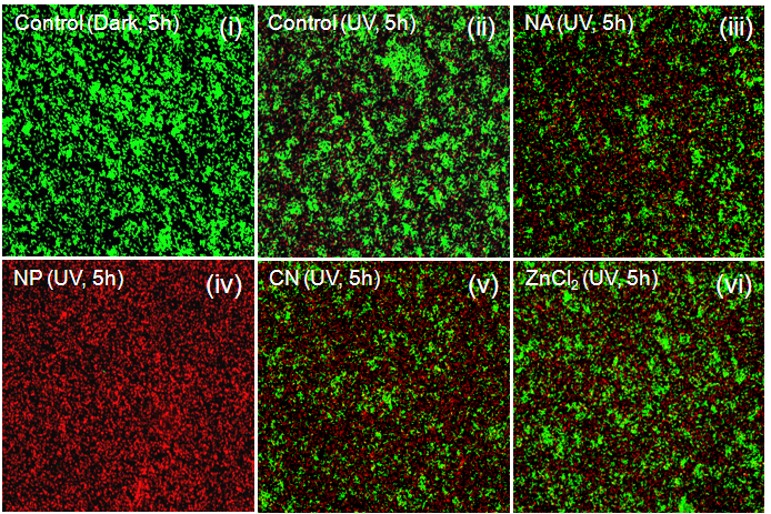 ZnO 나노입자를 처리한 S. aureus cells를 UV 빛을 5시간 동안 조사한 후의 형광 현미경으로 관찰한 이미지, 녹색 형광은 살아있는 세포, 붉은색 형광은 죽은 세포를 의미